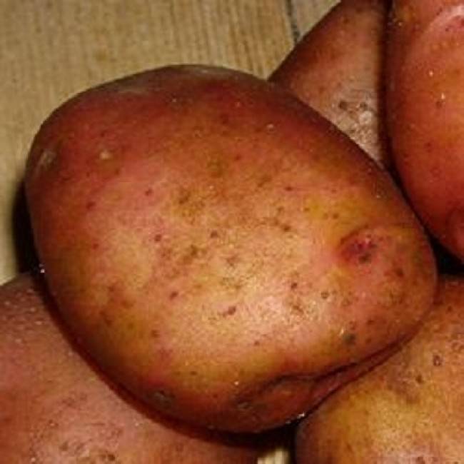 ᐉ сорт картофеля «ильинский» – описание и фото - roza-zanoza.ru