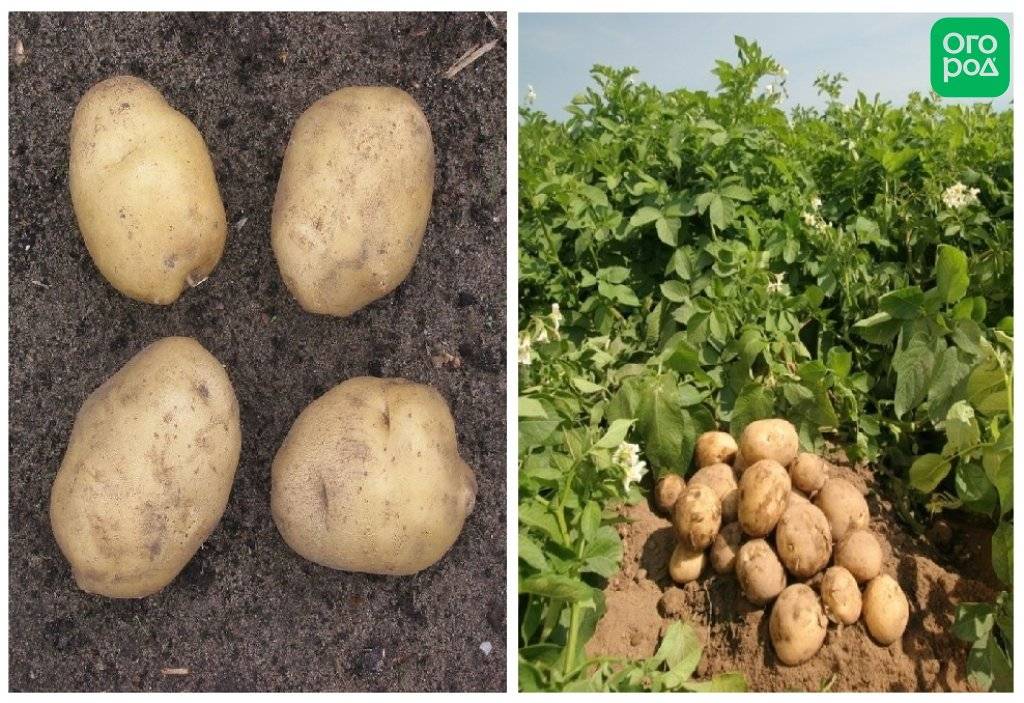 Сорта картофеля для сибири: фото с названием и описанием, новые вкусные виды с высоким содержанием крахмала для новосибирской области, лучшие голландские клубни