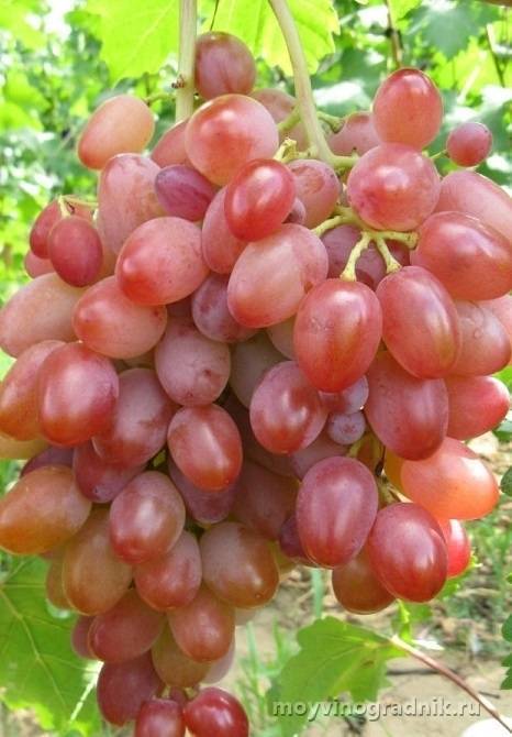 Виноград водограй: описание сорта и фото, правильный уход