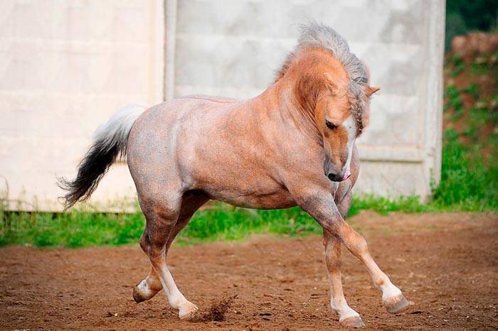 Чалая масть лошади: история и разновидности цвета, породы и как их содержать