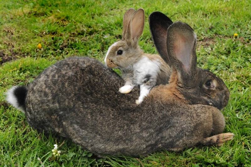 Сколько весит самый большой кролик: обзор самых крупных пород этих животных