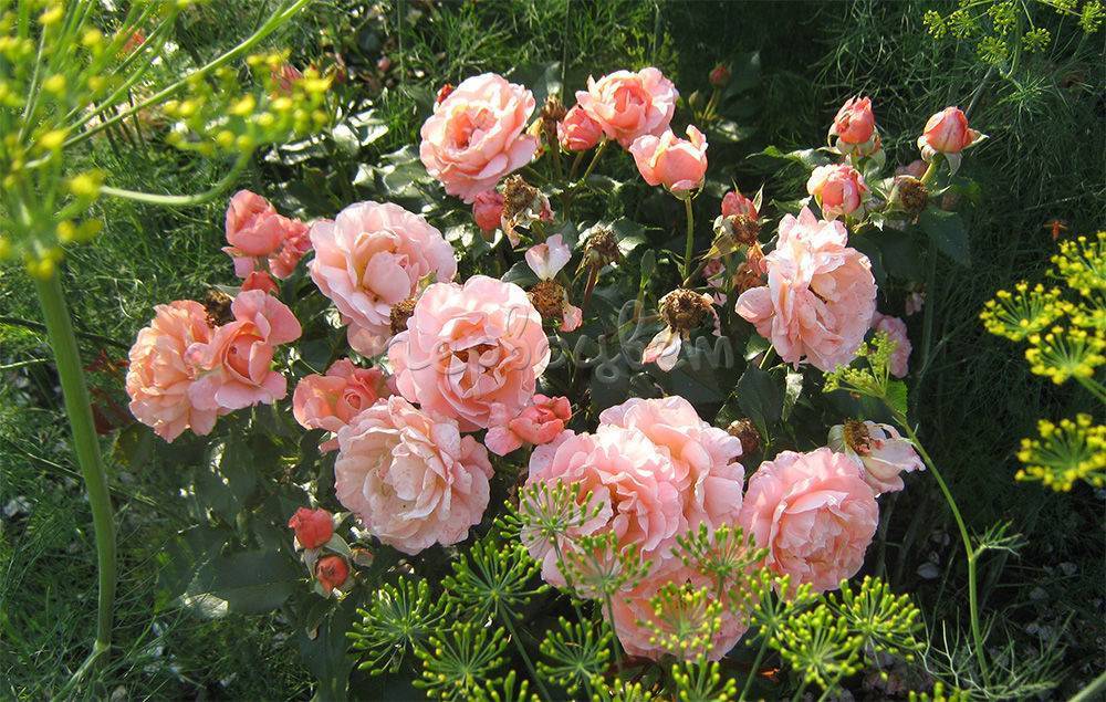 Роза мари кюри- уход, выращивание, размножение: обзор +видео