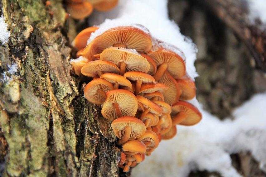 Зимние опята: выращивание, как отличить от ложных, фото и вкусные рецепты
