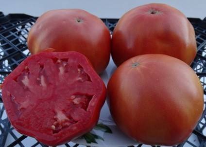 Кладоспориоз томатов