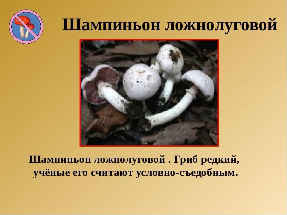Как выглядит ложный шампиньон и как отличить его от настоящего? - грибы собираем