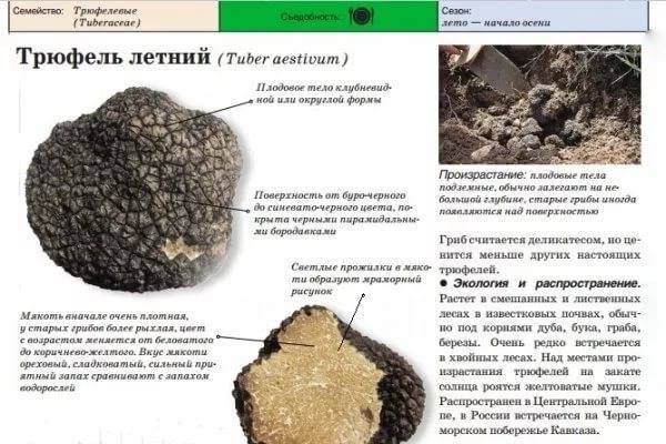 Где в россии растут настоящие дорогие трюфели - области и регионы по видам грибов