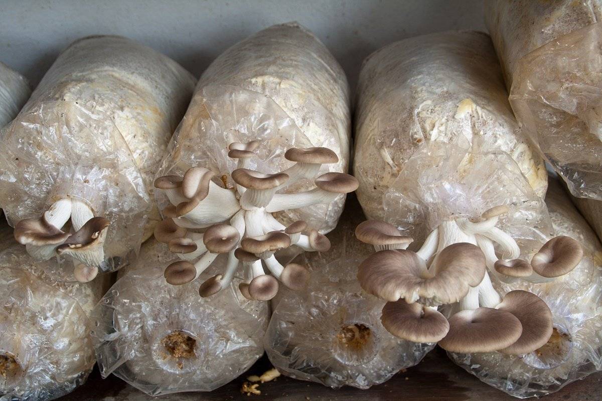 Как правильно выращивать грибы в домашних условиях