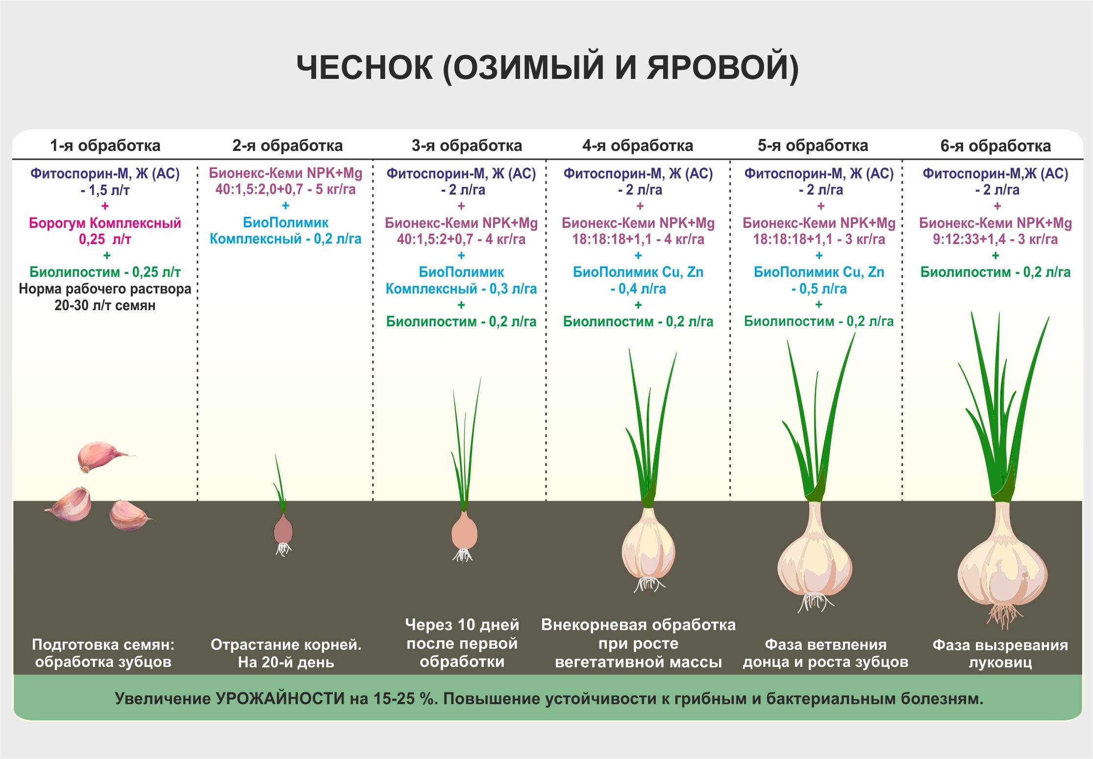 Посадка чеснока весной: когда и как правильно сажать