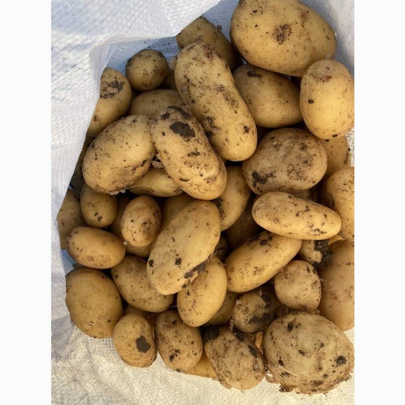 Сорт картофеля гранада: фото, описание