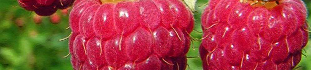 Малина рубиновый гигант, описание, посадка, уход, выращивание