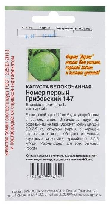 О грибовской капусте: описание раннего сорта, особенности выращивания