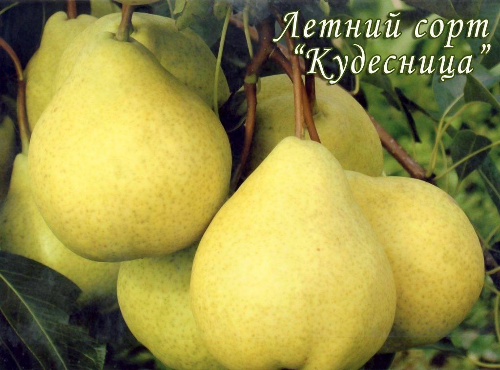 Груша "чудесница": описание, фото, отзывы