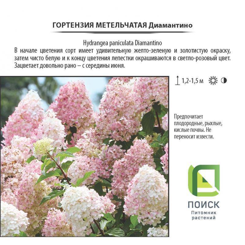 Гортензия метельчатая диамантино - описание, фото, посадка и уход | artem-sad.ru