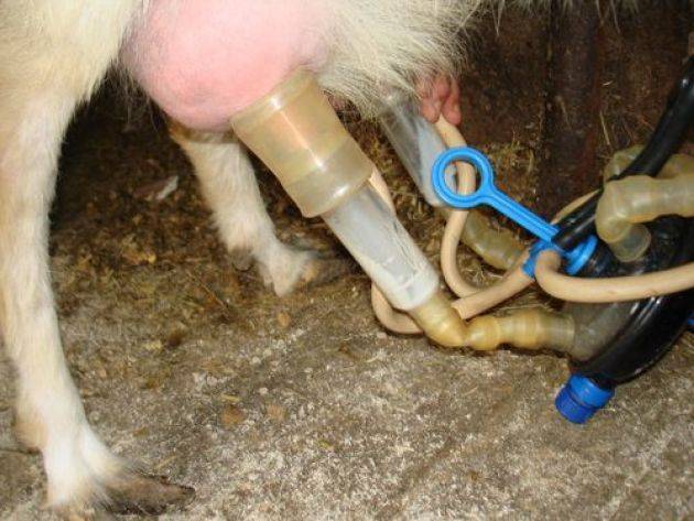 Доильный аппарат для коров в домашних условиях: как сделать своими руками