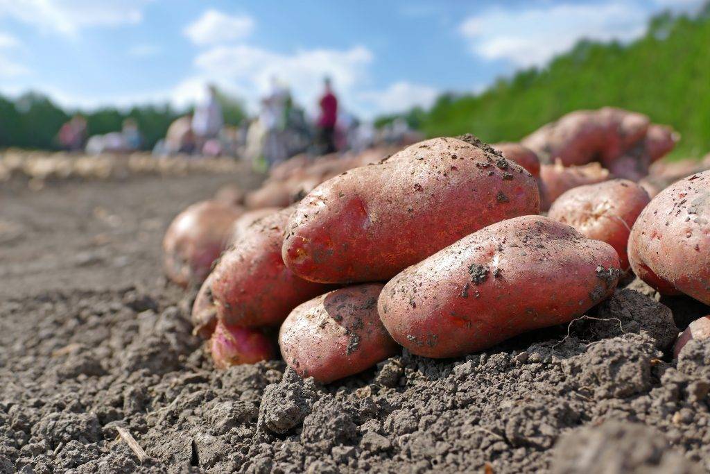 Описание сорта картофеля романо — особенности выращивания