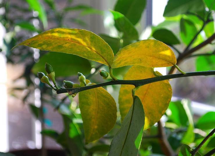 У лимона желтеют листья — причины, как решить проблему