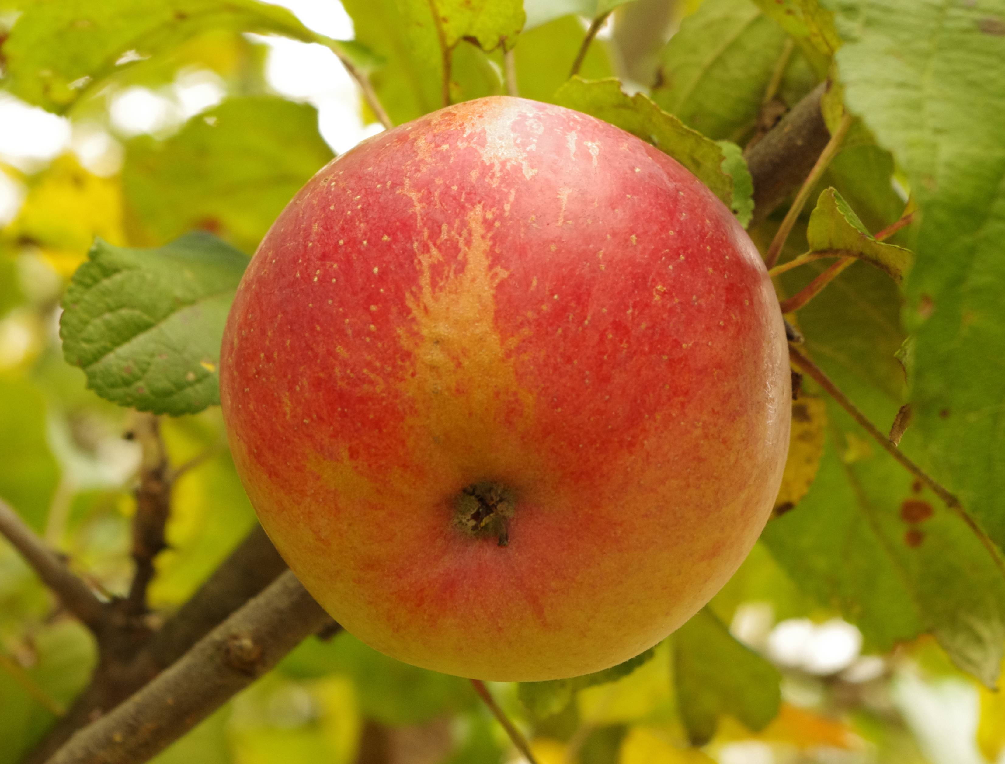 Сорт яблони богатырь фото и описание сорта