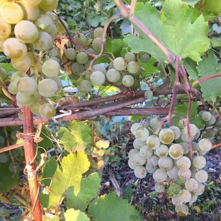 Описание и характеристики винограда сорта алекса, посадка и выращивание. виноград алекса (памяти кострикина) – описание и фото сорта