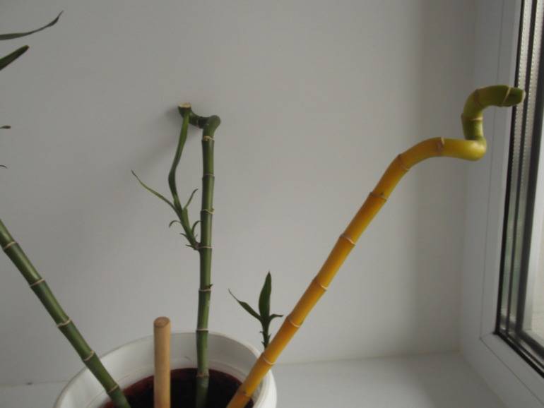 Уход за бамбуком в домашних условиях: размножение семенами, черенками, пересадка, выращивание в воде и грунте, как закрутить, почему желтеет