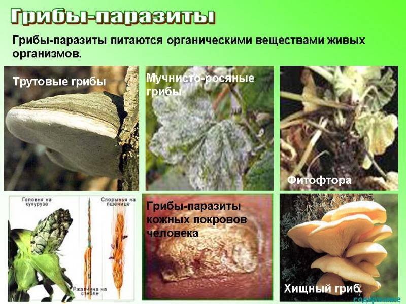 Хищные грибы — энциклопедия руниверсалис
