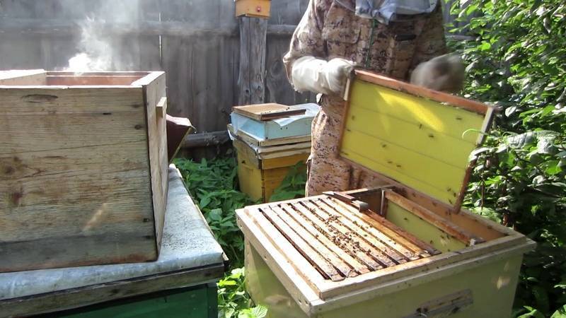 Объединение пчелиных семей осенью перед зимовкой