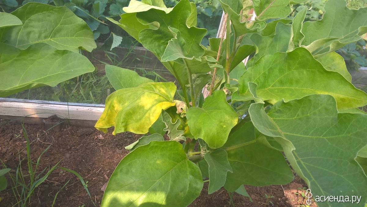 Желтеют листья у баклажан в открытом грунте: причины, что делать, как спасти, чем обработать