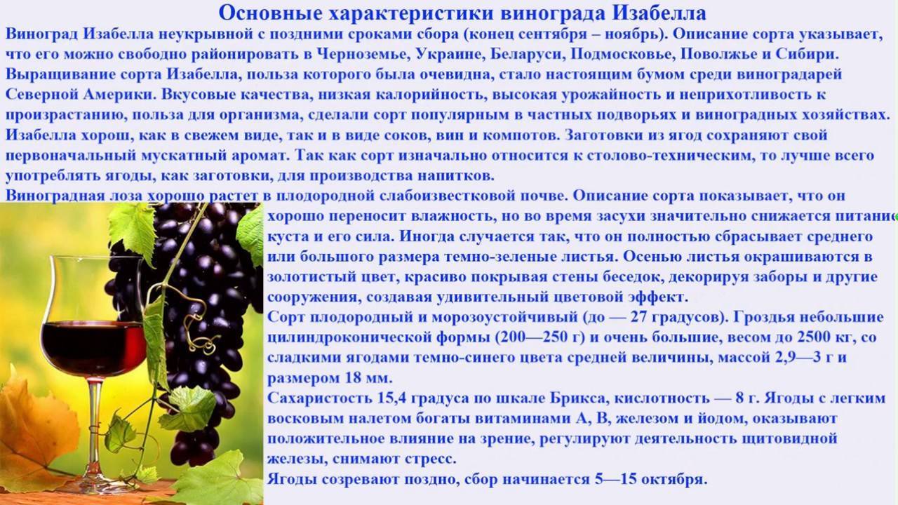 Черный виноград вред и польза при болезнях, лечение и профилактика