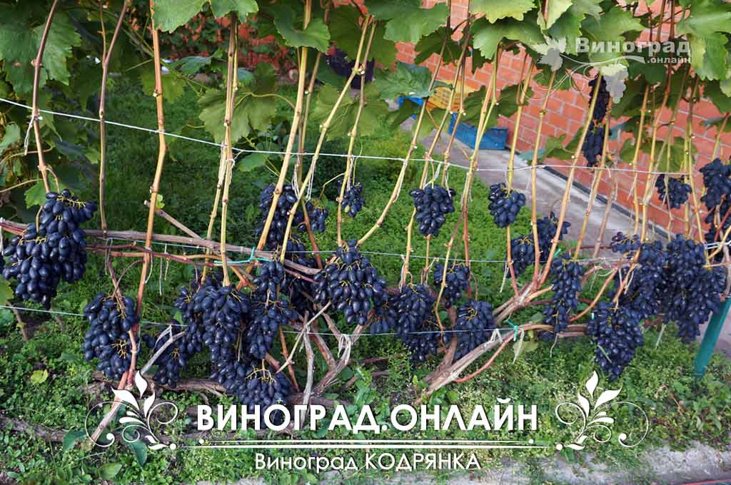 Виноград кодрянка: характеристика сорта, уход и выращивание