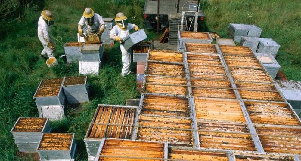 Современное пчеловодство для начинающих - все о разведении пчел в домашних условиях | cельхозпортал