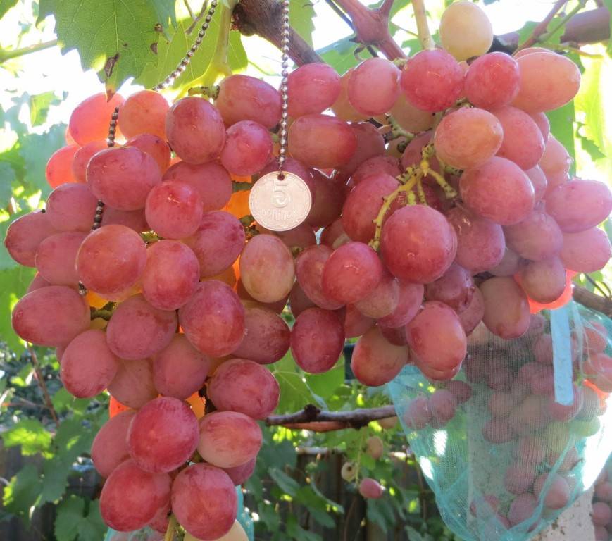 Выращивание винограда анюта
