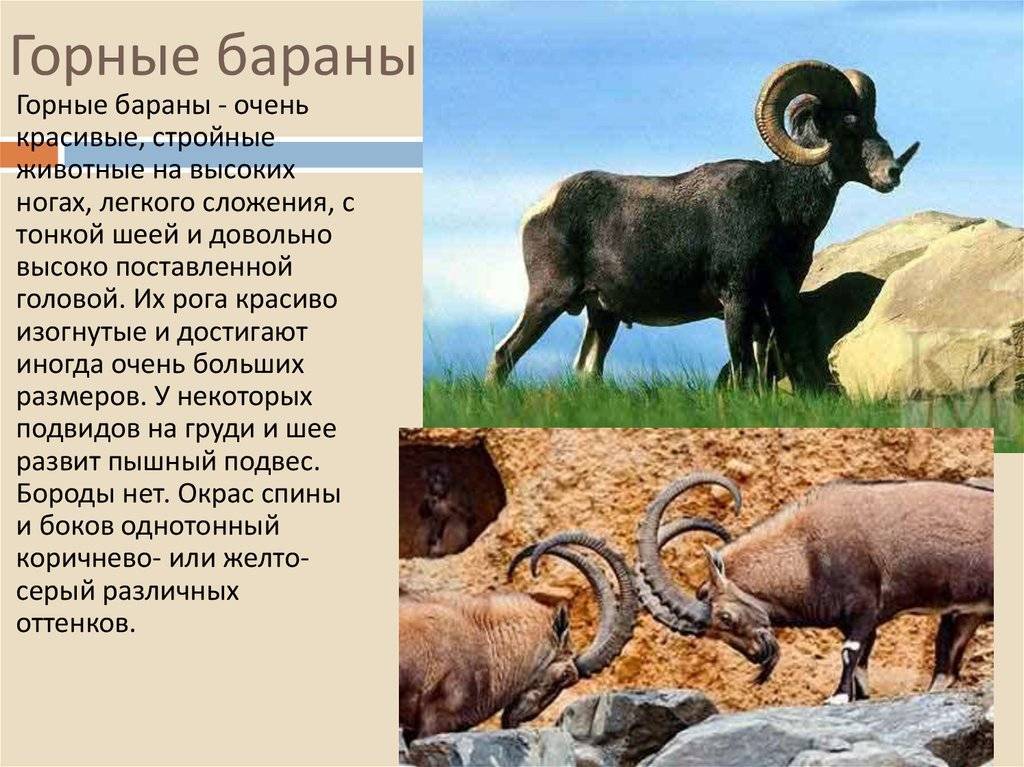 Алтайская порода овец: характеристика, описание с фото