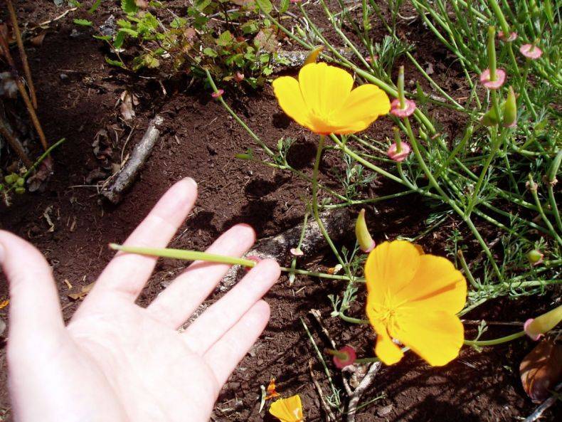 Эшшольция: посадка и уход в открытом грунте, выращивание из семян, фото