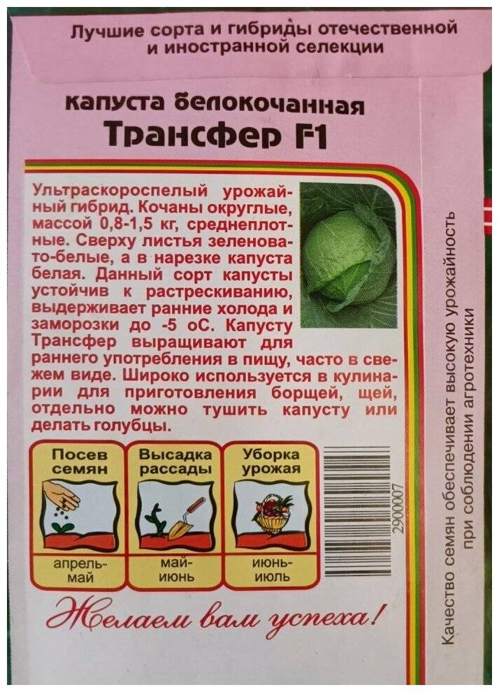 Щедро отдающая урожаи вкусных и товарных плодов — капуста трансфер f1: отзывы и описание сорта