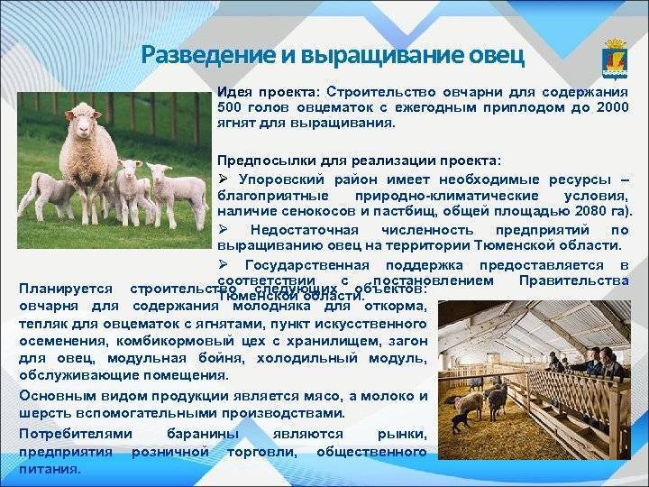 Овцеводство как бизнес для начинающего фермера: бизнес план овцеводства с расчетами