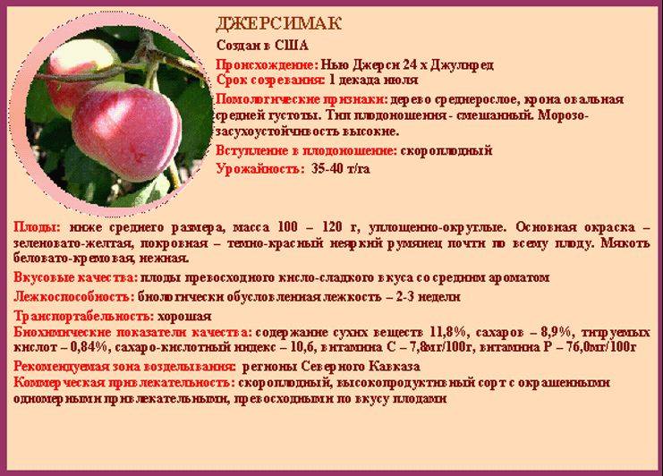 Яблоня спартан: описание сорта, фото, отзывы