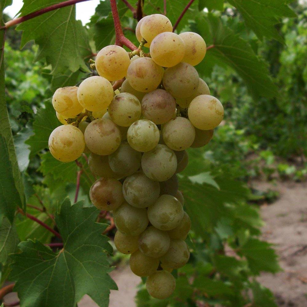 Сорт винограда дружба: фото и описание, отзывы, уход и выращивание