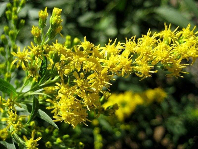Желтоцвет в зелёной аптеке: полезные свойства золотарника