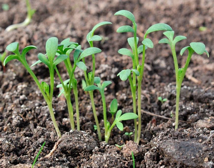 Кресс-салат: выращивание из семян в открытом грунте и рассады в домашних условиях, фото