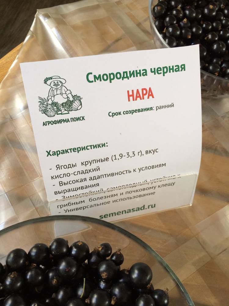 Смородина черная нара: описание и характеристики сорта, уход и выращивание