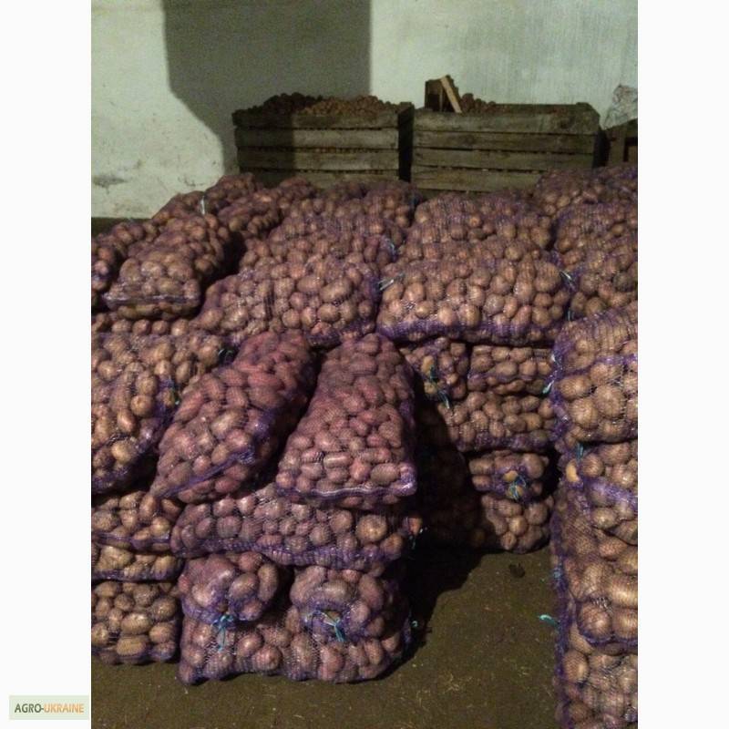 Картофель рокко: описание сорта, фото, посадка, выращивание, сбор и хранение урожая