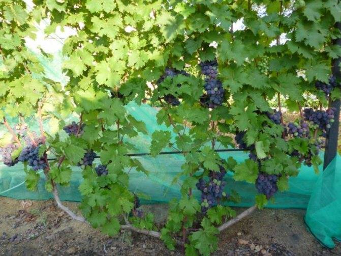 Описание сорта винограда руслан: фото, видео и отзывы