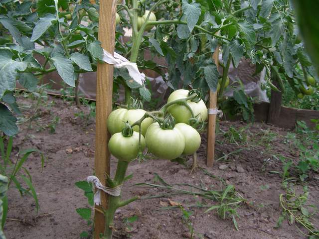 Как подвязать помидоры правильно — быстрые и простые способы подвязки овощей. техника подвязывания и 100 фото примеров подвязки томатов