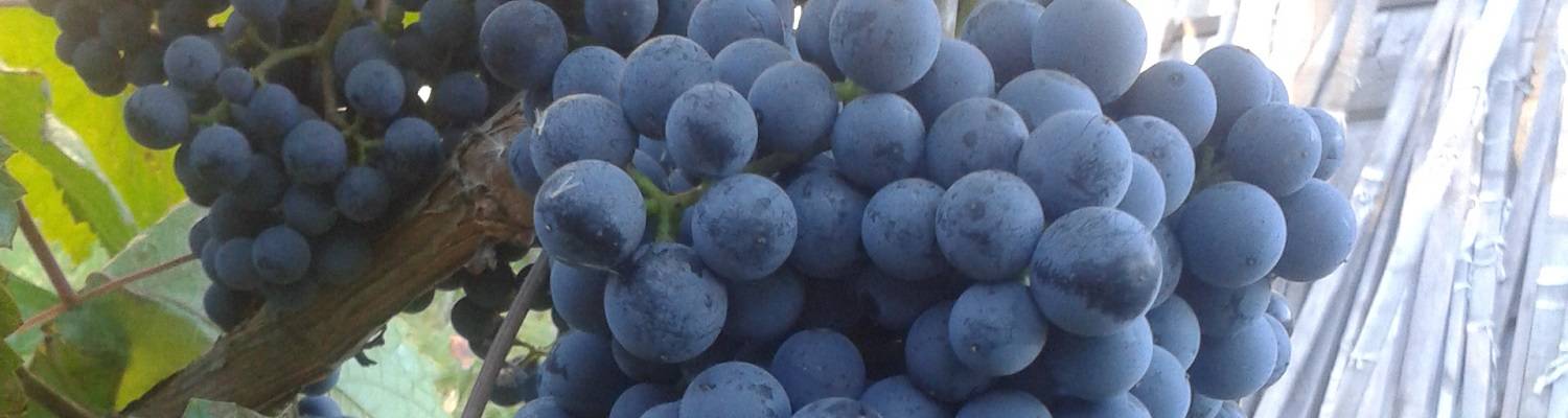 Описание сорта винограда “кишмиш потапенко черный “: особенности ухода