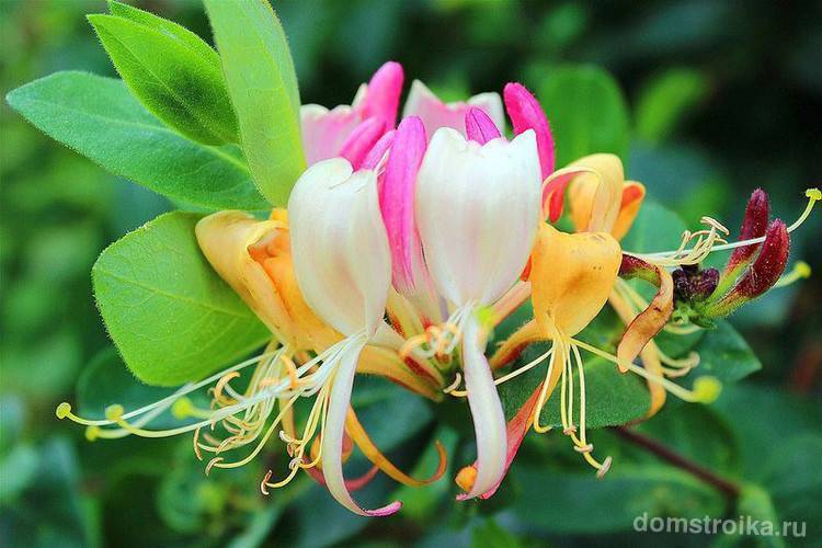 Луизеания. посадка, размножение, уход, сорта, фото на supersadovnik.ru