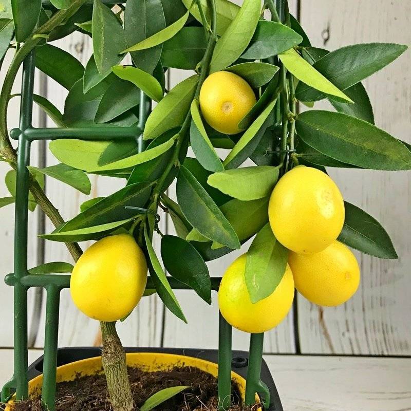 Лимонное дерево: уход в домашних условиях, болезни, обрезка, фото