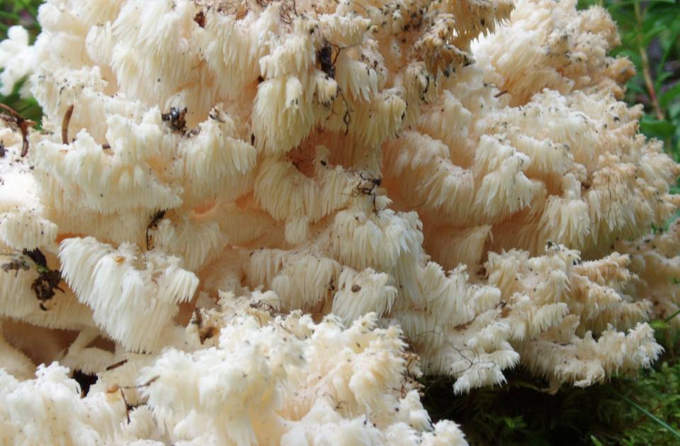 Характеристика, разновидности и фото коралловых грибов