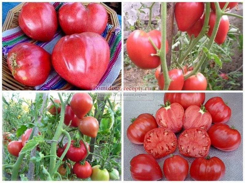 Характеристика томатов сорта будёновка: отличительные черты и секреты выращивания
