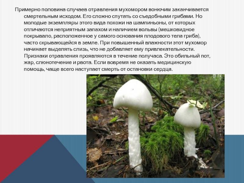 Бледная поганка — как распознать, отличия от съедобных грибов, признаки отравления (77 фото + видео)