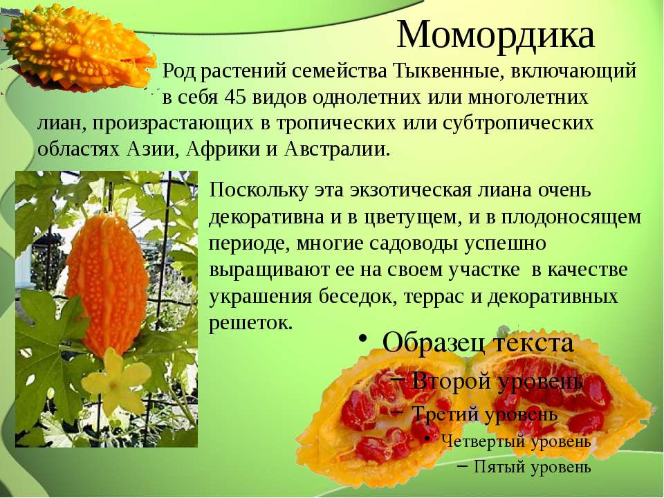 Момордика: что это за растение, лечебные свойства, выращивание и уход