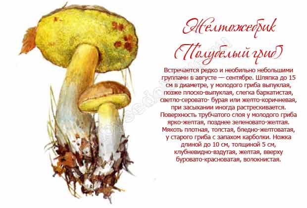 Полубелый гриб (полубелый боровик)- описание и фото